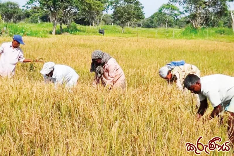 කුරුණිය : මේක බුද්ධ භෝගයක් දරුවනේ (7 කොටස) | ඉන්දු පෙරේරා