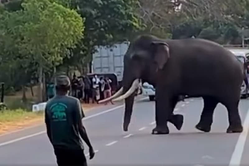 අලි මිනිස් සහජීවනයට නව මඟක් තනන ගැටදිවුලේ අලි කුමාර