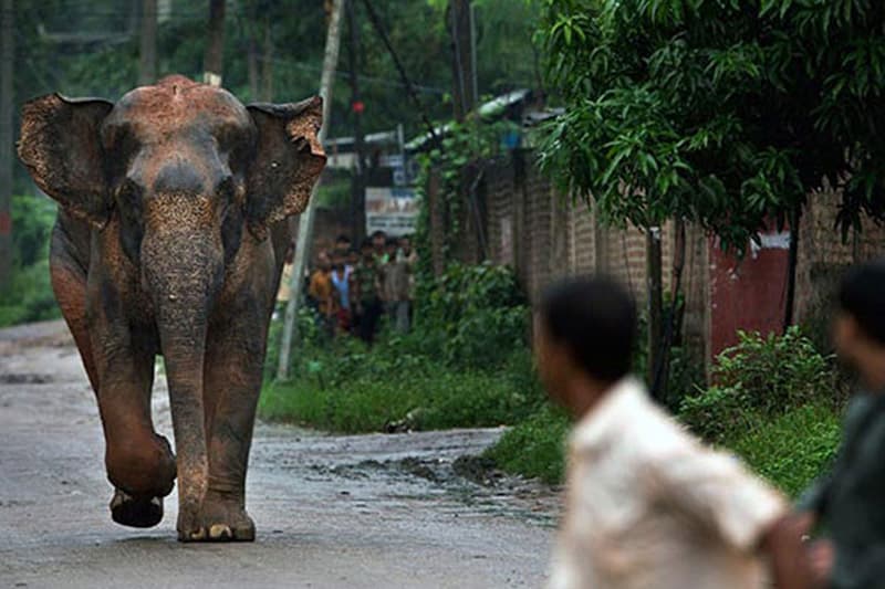 දෙපිරිසම පරදින යුද්ධයක් වන අලි-මිනිස් ගැටුම දුරලීමට නම්....| එච්.කේ විමලරත්න