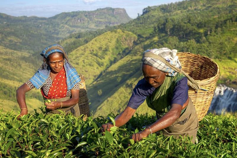 වතු කම්කරු පඩි වැඩි නොකිරීමට හාම්පුතුන් දක්වන හේතු ආණ්ඩුව පිළිගනී