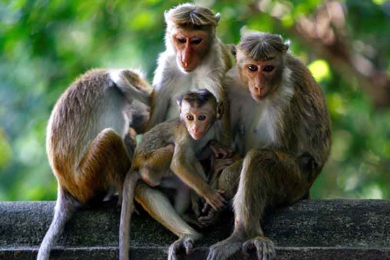 අපේ රටේ සැම පුරවැසියන් දෙදෙනකුටම එක රිළවෙක් ගාණේ ඉන්නවා ද? | රීටා ජෙනට් පෙරේරා