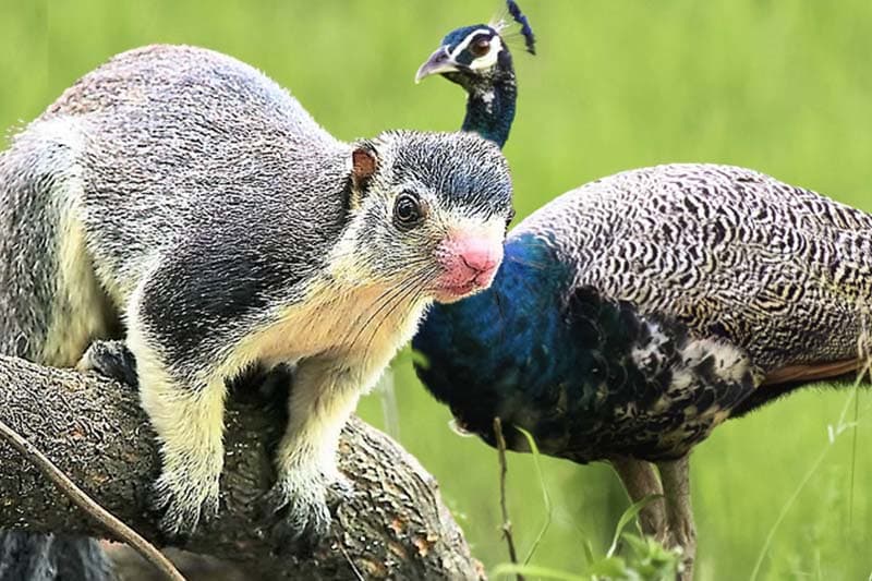 මොනරා සහ දඬු ලේනා ආරක්ෂිත ලැයිස්තුවෙන් ඉවතට
