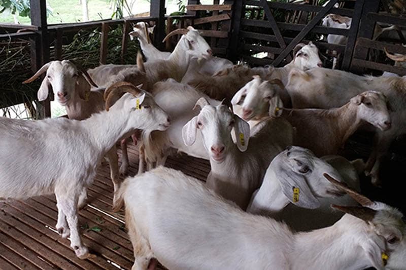 නව සත්ත්ව ශුභසාධන සහ සත්ත්ව සංශෝධන පනත් කෙටුම්පත් පාර්ලිමේන්තුවට!