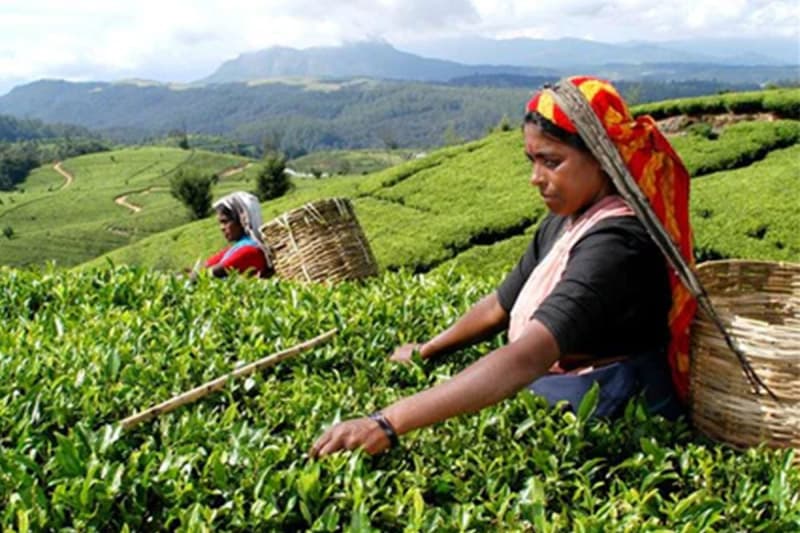 ලංකාවේ තේ ඩොලර් බිලියන 2.5ක් කරන්න ආණ්ඩුවෙන් දැවැන්ත බ්ලූප්රින්ට් එකක්! - 500ක් ඉලක්ක කරමින් දිවයින පුරා 'තේ ගම්මාන' 144ක් එකවර ඇරඹෙයි