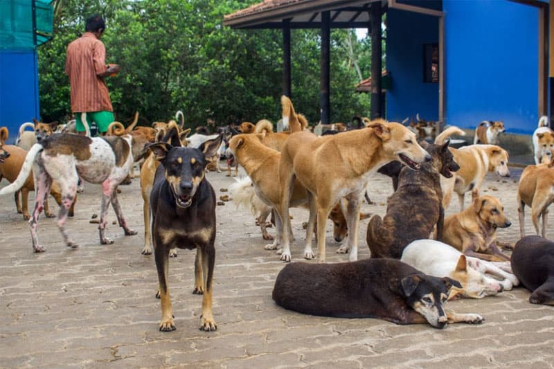 සුනඛයන්ගෙන් මිනිසුන්ට බෝවන හා බෝනොවන රෝග මොනවාද? උඩප්පුව පාසල් සිදුවීමට පසු වදනක්!