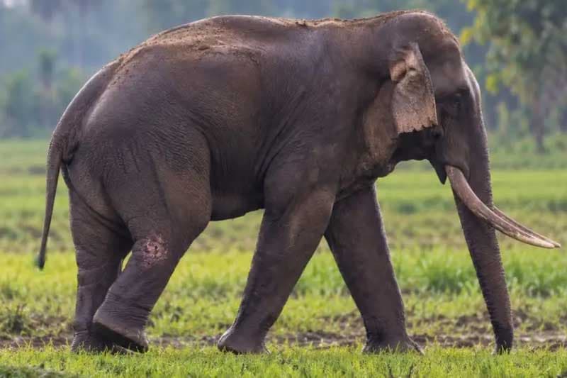 ගල්ගමුවේ කාවන්තිස්ස ඇත් රජුට කඩිනම් පශු වෛද්ය ප්රතිකාර ඇරඹෙයි