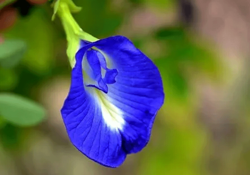ක්ලිටෝරියාවෙන් උපන් මූනීන්ද්රයා