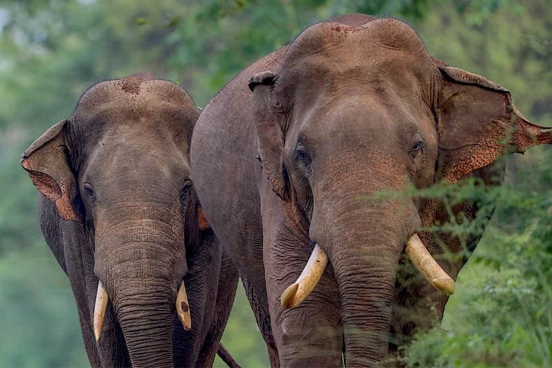 වනය වැනසී අලි ඇතුන් වඳවන විට රාජ්යය ද බිඳ වැටෙයි; කෞටිල්යගෙන් වත්මන් දේශපාලඥයන්ට පාඩමක්