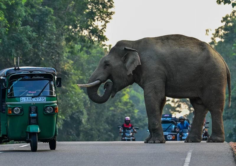 ජනාධිපතිවරයාගේ අලි-මිනිස් ගැටුම් කළමනාකරණ අයවැය යෝජනා යථාර්ථවාදී ද? | සුපුන් ළහිරු ප්රකාශ්