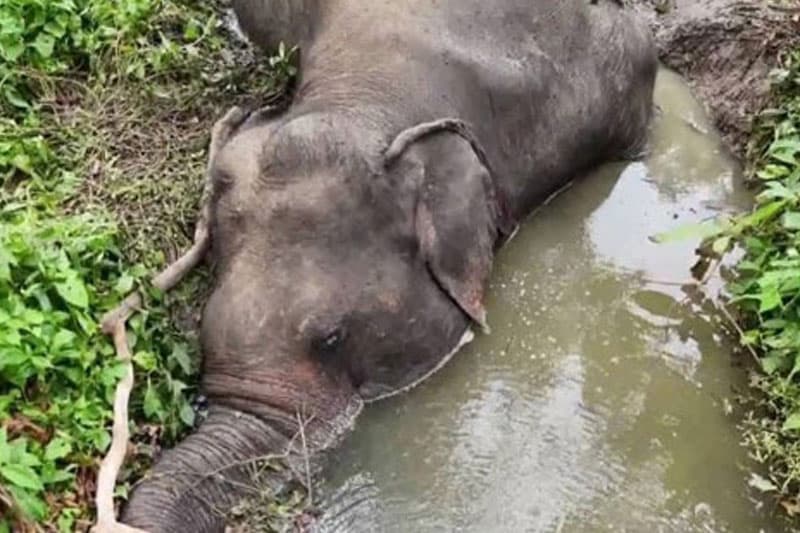 දින 30ට වනාතවිල්ලුවෙන් අලි මරණ පහක්