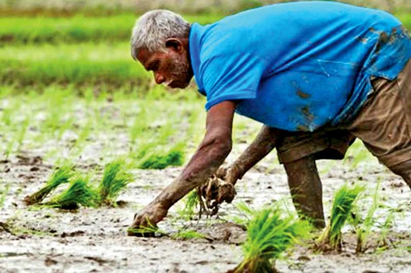 නියර මකා වී ගොවිතැනින් ගොඩ යාමට ගොවියාට ඉඩ දීම | Wijayananda Jayaweera