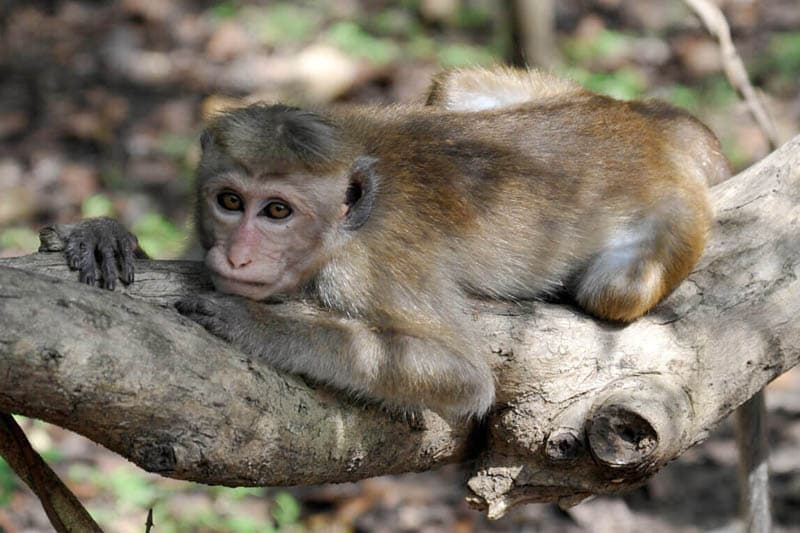 කපිල කුමාර කාලිංගගේ හීසරය : රිළා ප්රශ්නය