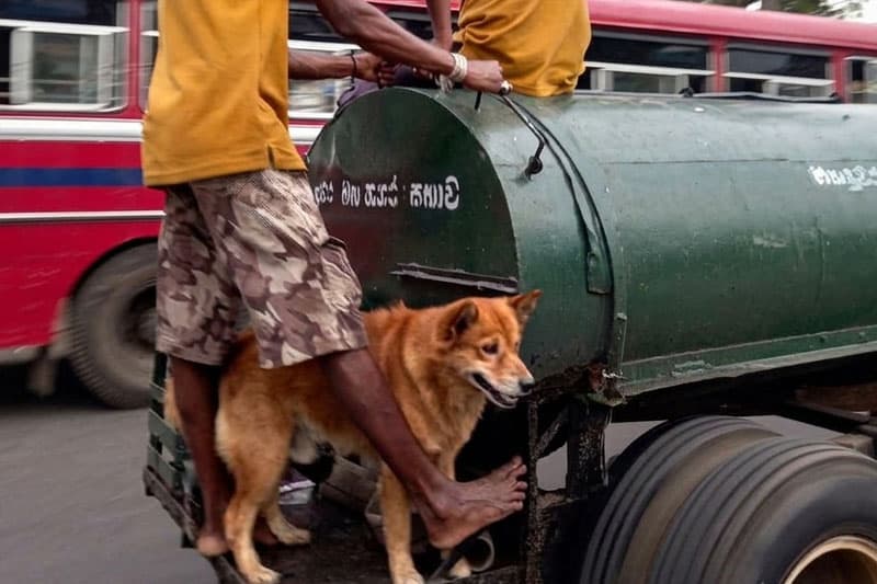මහනුවර වීදි සුනඛයන්ට නගර සභාවේ රැකියා