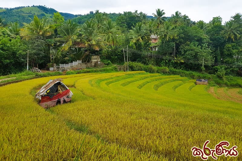 කුරුණිය : කුරුල්ලන්ටත් වෙනම කොටසක් (6 කොටස) | ඉන්දු පෙරේරා