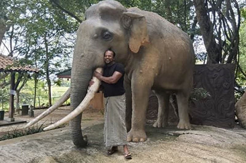 සියඹලංගමුවේ ඇතා සහ දළපූට්ටුවා යන සද්දන්තයන් අතරට ආ මිනිස් සද්දන්තයා