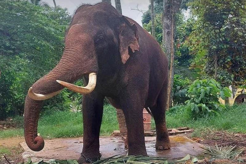 වද හිංසා වැඩී : තෑගි දුන් තායි අලි යළි රැගෙන යයි ද?