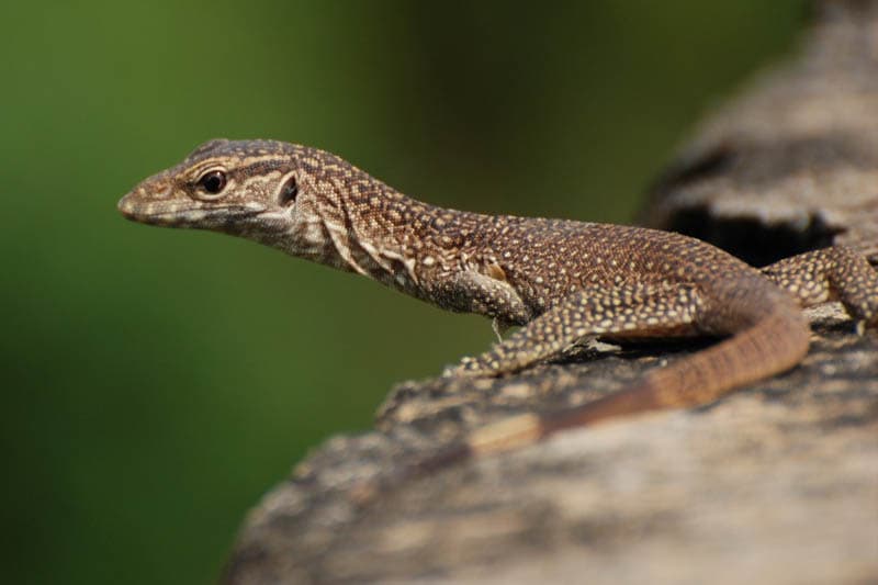පරලොවින් ආ තලගොයි පැටවා | තිලක් සේනාසිංහ