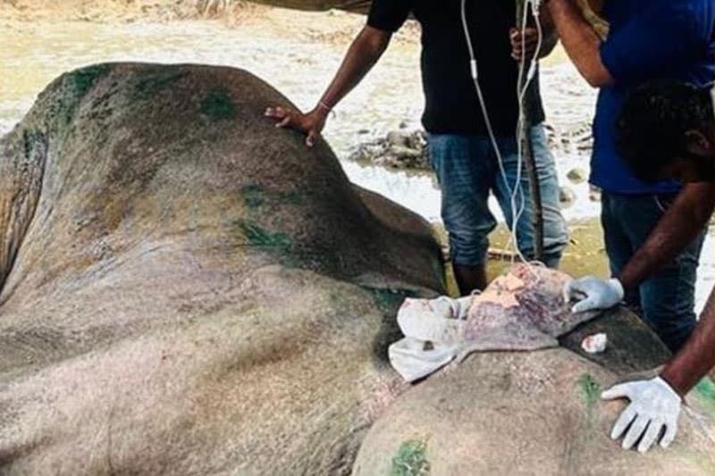 හාල්මැස්සගෙ සිට අනුභව කරන අය අලියට විතරක් ආදරේ වෙන්න හේතුව ? | Uvindu Kurukulasuriya