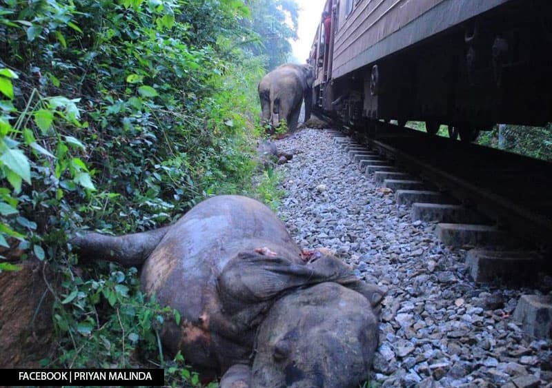 අලින් 6කට මරු කැඳවූ 'මීනගයා දුම්රිය අනතුර' වැනි ව්යසන යළි නොවීමට රජයට වැඩපිළිවෙළක් තිබේ ද?