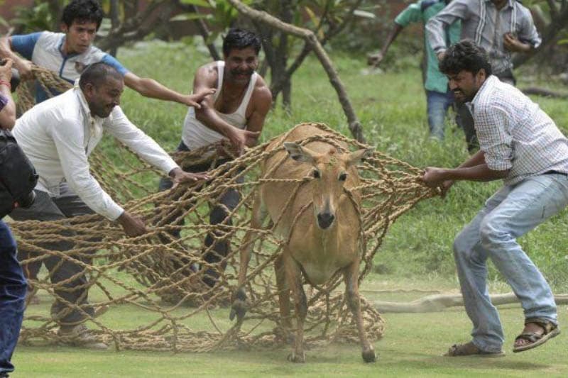 රිලවුන් මරන හැටි දේශපාලනිකව - (අජිත් පැරකුම් ජයසිංහ)