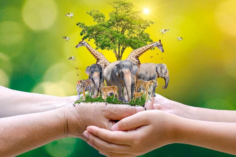 ලොවට වටින අපට නොවටින ඔක්තෝබර් 04 ලෝක සත්ව දිනය - (තිලක් සේනාසිංහ)