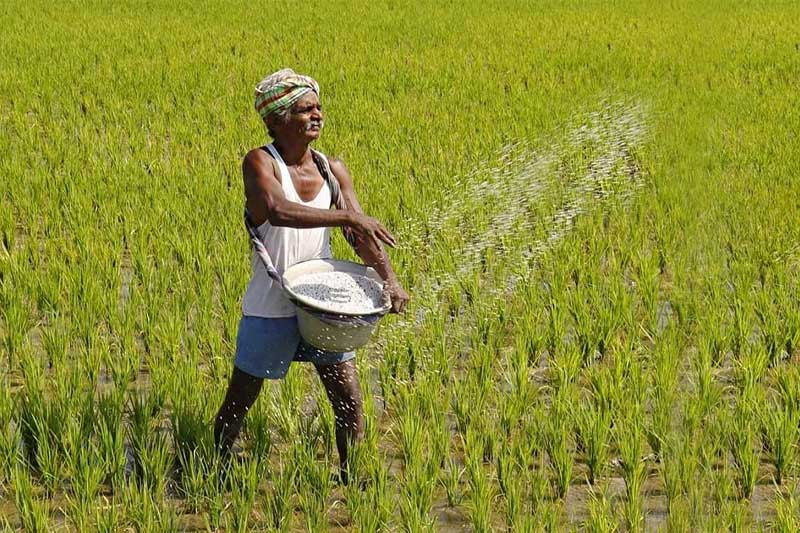 පොහොර ප්රතිපත්තියේ අර්බුදය නිසා කෘෂිකාර්මික අර්බුදයක් ඇති වීමේ අවදානමක් !