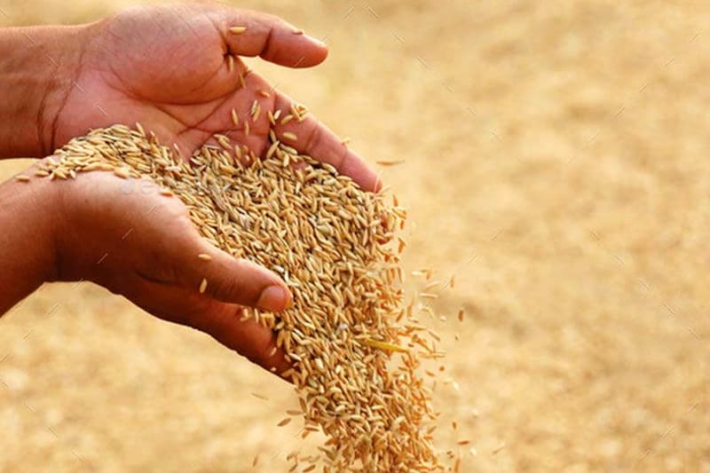 යල කන්නයේ වී මිලදී ගැනීමට මෝල් හිමියන්ට රුපියල් මිලියන 25ක පොළී රහිත ණය