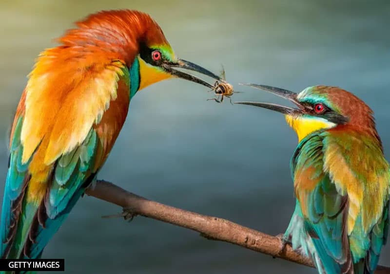 ගැහැනු සතුන් වසඟයට ගැනීමට 'අල්ලස් දෙන' සත්ව ලෝකයේ පිරිමි
