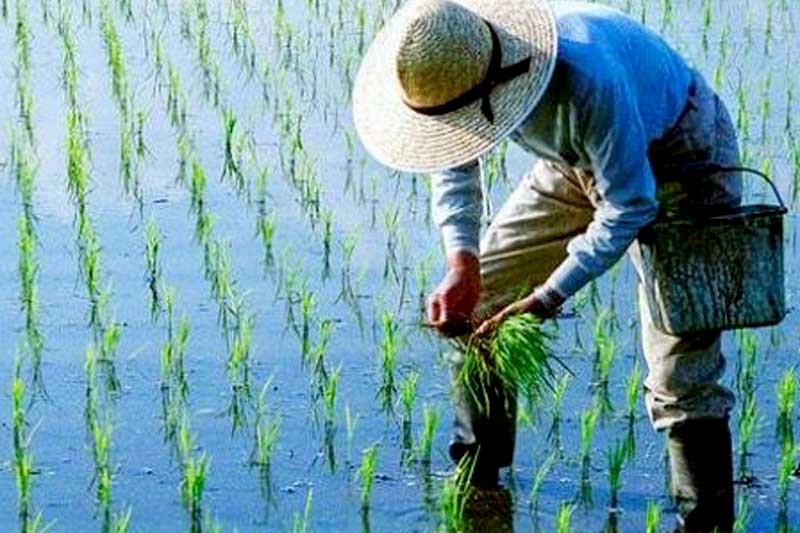 'එක මිටට ගොවි බිමට' ජාතික වැඩපිළිවෙලට DEARO AGRI එක්වේ