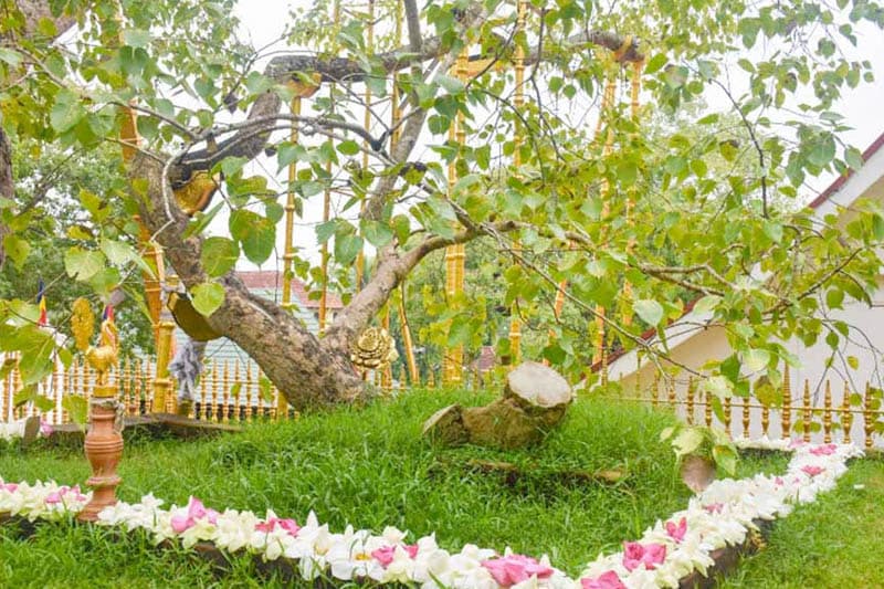සිරිමා බෝ හාමුදුරුවන්ට සිදු කළ විපත්තිය - (නීතිඥ චන්ද්රසිරි සෙනෙවිරත්න)