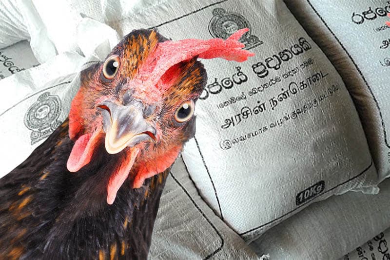 'කුකුළු බිළි දේශපාලනයේ' නරක පැත්තකුත් තිබේ - (හේමන්ත රන්බණ්ඩාර)