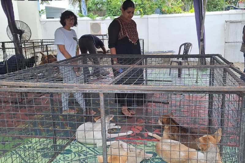 කොළොම් පුරේ බලු රාළලාට හොඳ කල දවසක්