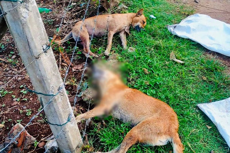 වාද්දුවේ දී විදුලි සැර වැදී සුනඛයන් සිව්දෙනකු මිය යාමේ සිදුවීම අත හැර දැමිය හැකි ද? | ඒ.ජී. රේණුකා දමයන්ති