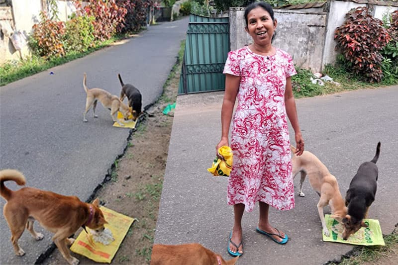 මහනුවරින් ඇසෙන සුනඛ කරුණාවේ කතාවක් | ඉන්දු පෙරේරා