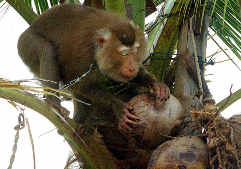 රිළව් සහ ලාල්... - (ආචාර්ය මහේෂ් හපුගොඩ)