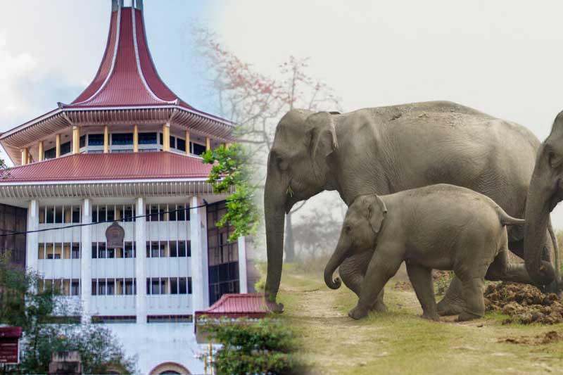 වනඅලි පලවා හැරීමේ මෙහෙයුමට එරෙහි පෙත්සම නිෂ්ප්රභ කරයි