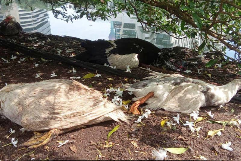 බේරේ වැවේ තාරාවුන් මියයයි