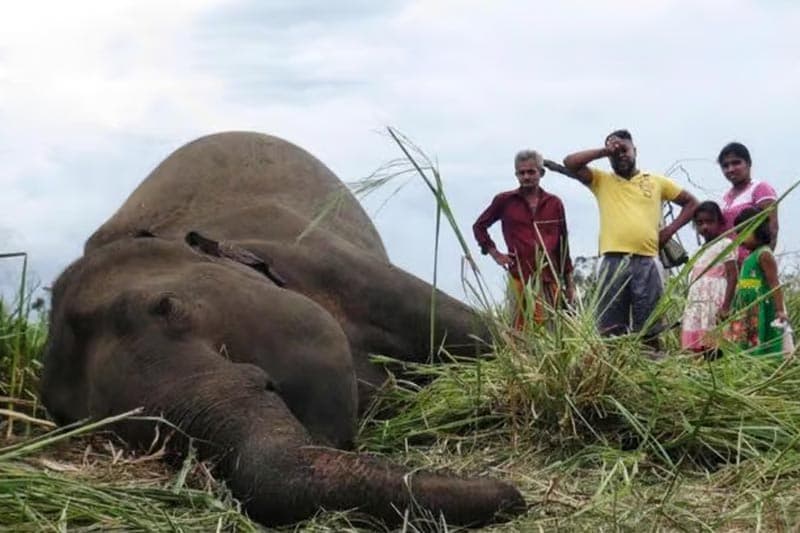 අලි-මිනිස් ගැටුම් අවම කිරීමට නවීන තාක්ෂණය !