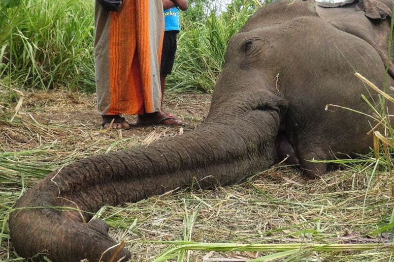 දින 20කදී අලි මරණ 30ක්