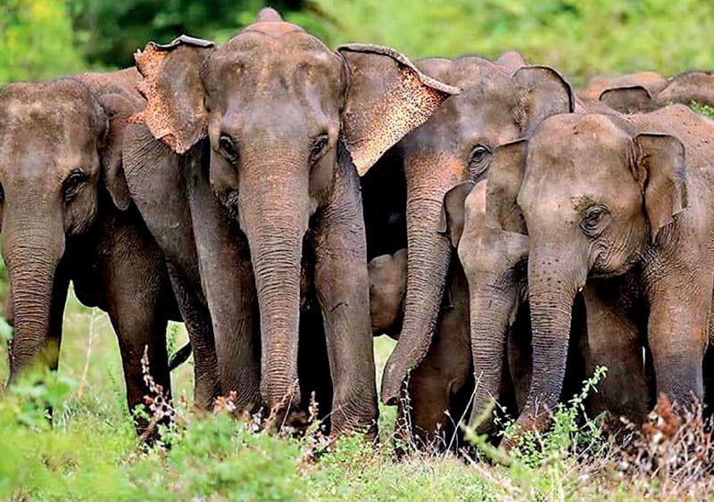 ජනපතිගේ ගම්පියසෙන් එලවා දැමූ වනඅලි රැලක් හාමතේ හිරකරගෙන