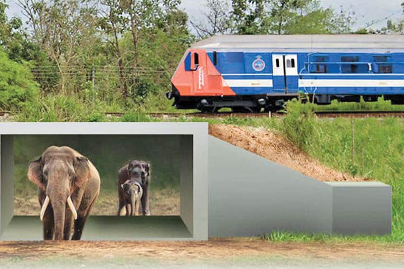 ගල්ගමු අලි ඇතුන් ගෙන් දෙනෙතට තුටු කඳුළු නංවන ක්රියාවක් - (රේණුකා දමයන්ති ගමගේ)
