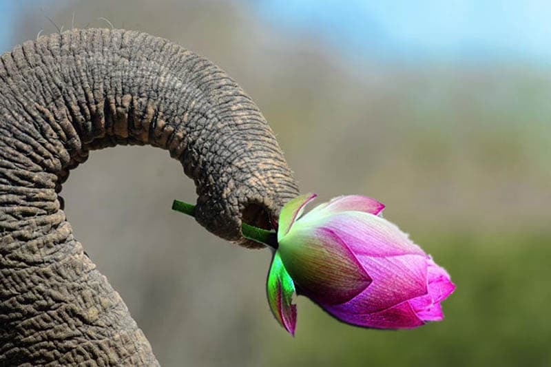 දිනා පැරදීම - (එරන්ද ගිනිගේ)
