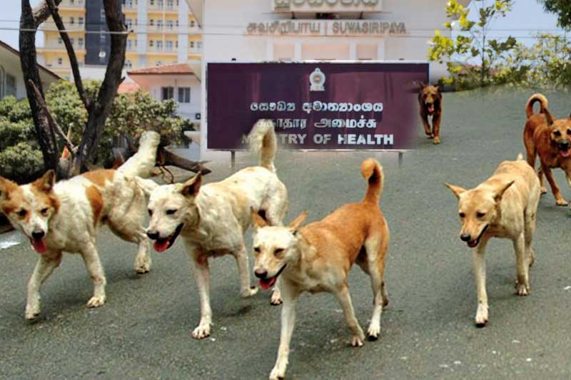 අමාත්යංශයේ කීප දෙනෙක් කරන වරදකට පාරෙ ඉන්න බල්ලෝ මරලා හරි යනවද? - වෛද්ය චමිත් නානායක්කාර