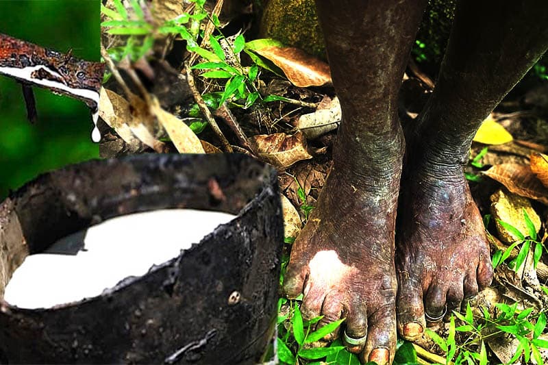 කිරි ගස පාමුල කිරට වැහුණු කඳුළු : ලාංකීය රබර් වතු කම්කරුවාගේ දෙසිය වසක දුඛ්ය සත්යය - (ඉෂංඛා සිංහආරච්චි)