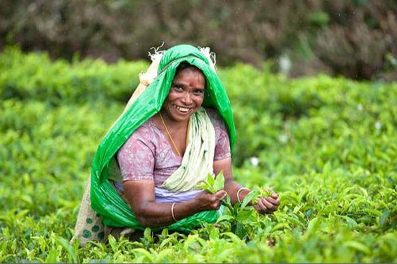 'නිවහල්` වුනු කඳුකරයක මල් පිපේවි. ගෙඩි හැදේවි - (ඉෂංඛා සිංහආරච්චි)