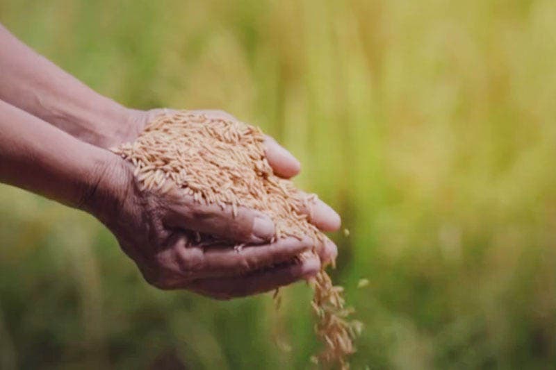 ගොවි දුක නම් හොඳට අලෙවි කරන්න පුළුවන් තමයි: ඒත් ඉතින්.. - (සුනිල් කන්නගර)