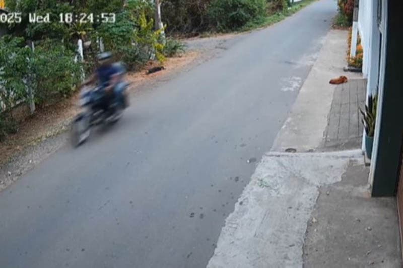 කුරුණෑගල වැව රවුමේ සුනඛයන් අටක් වස දී මෑරූ දෙසොයුරෝ පලා ගිහින්