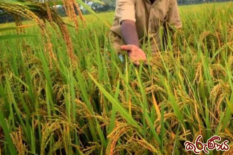 කුරුණිය: වල් නාශක නැතුව කළ වල් විනාශය (4 කොටස) | ඉන්දු පෙරේරා