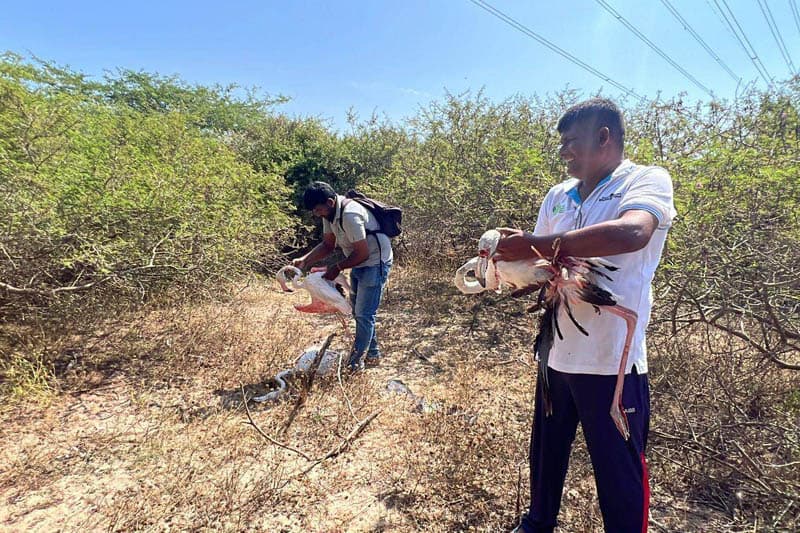 විරෝධතා නොතකා ඉදිකළ හුලං මෝල් නිසා සංචාරක කර්මාන්තය අවදානමේ