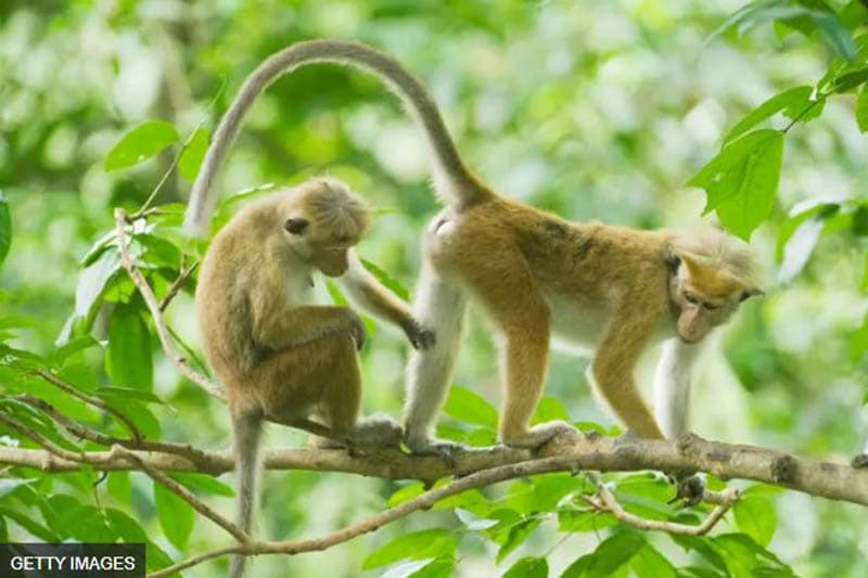 ශ්රී ලංකාවේ ප්රදේශ කිහිපයක රිලවුන් අතර පැතිර යන සිපිලිස් රෝගයෙන් මිනිසුන්ට බලපෑමක් තිබේ ද? - බීබීසී විමර්ශනයක්